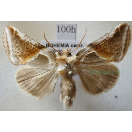 Habrosyne pyritoides (Hufnagel, 1766) Pluszówka agatka Czech100b